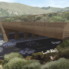 Caltrans Projected to Break Ground on Wildlife Bridge Over 101 Freeway in January 2022